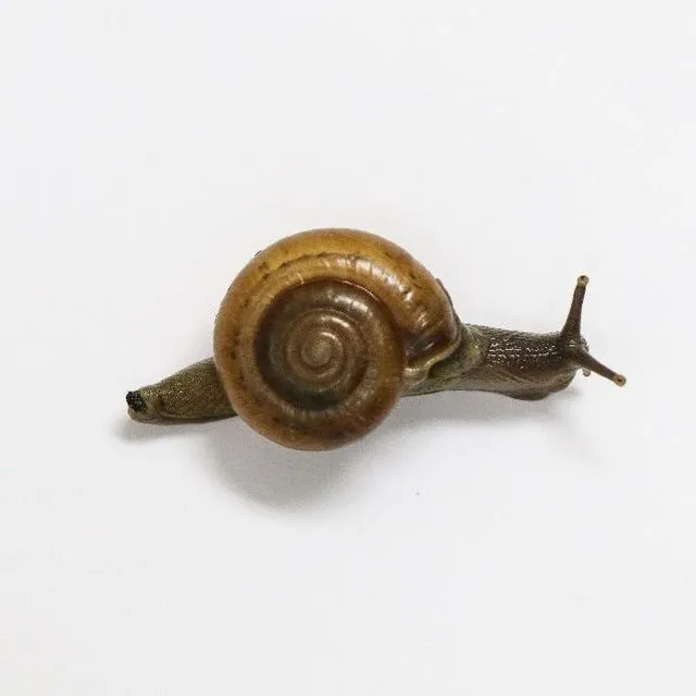 thumbnail for publication: The Horntail Snail (Macrochlamys indica): A New Invasive Pest in Florida